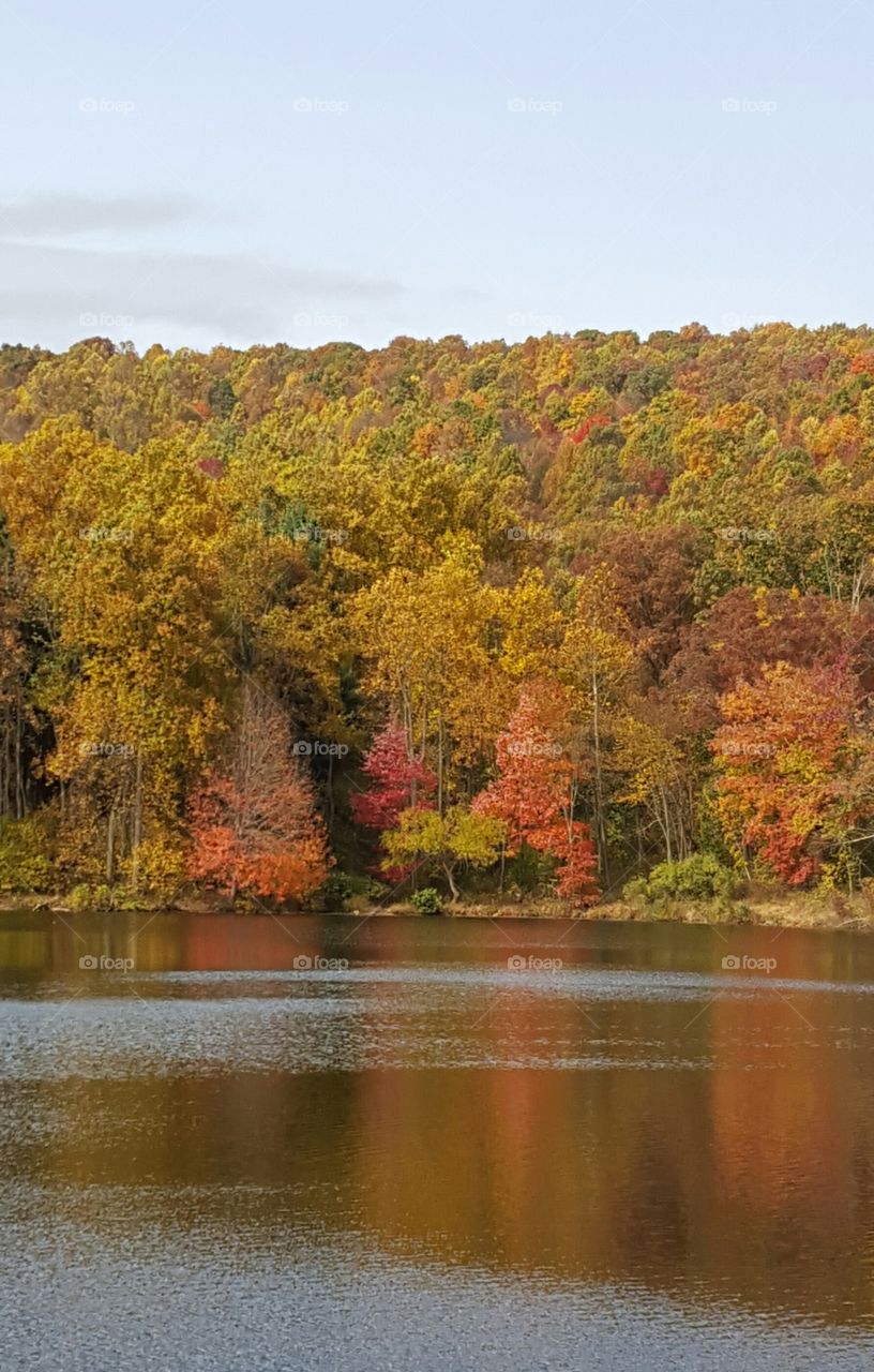 Fall, Tree, Landscape, Nature, River