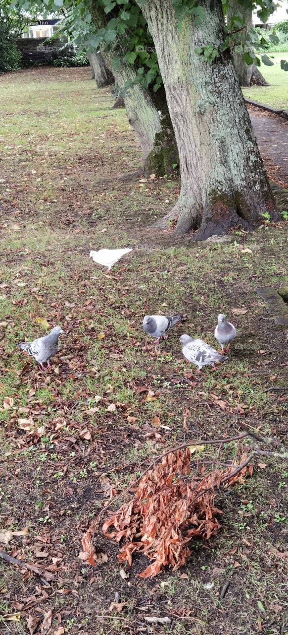 palomas deambulando en un parque