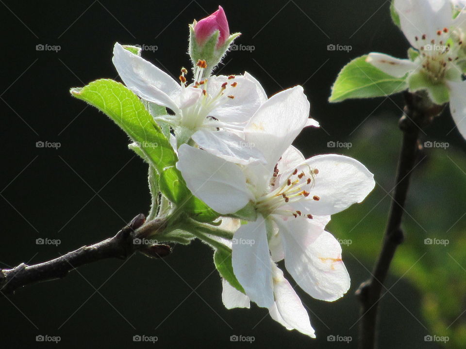 Apple tree Blossoms