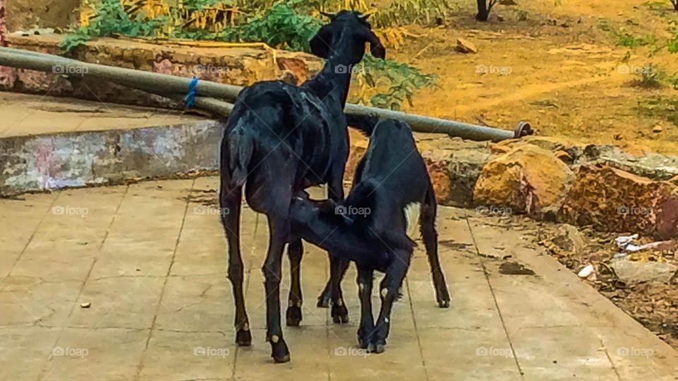 goats feeding milk