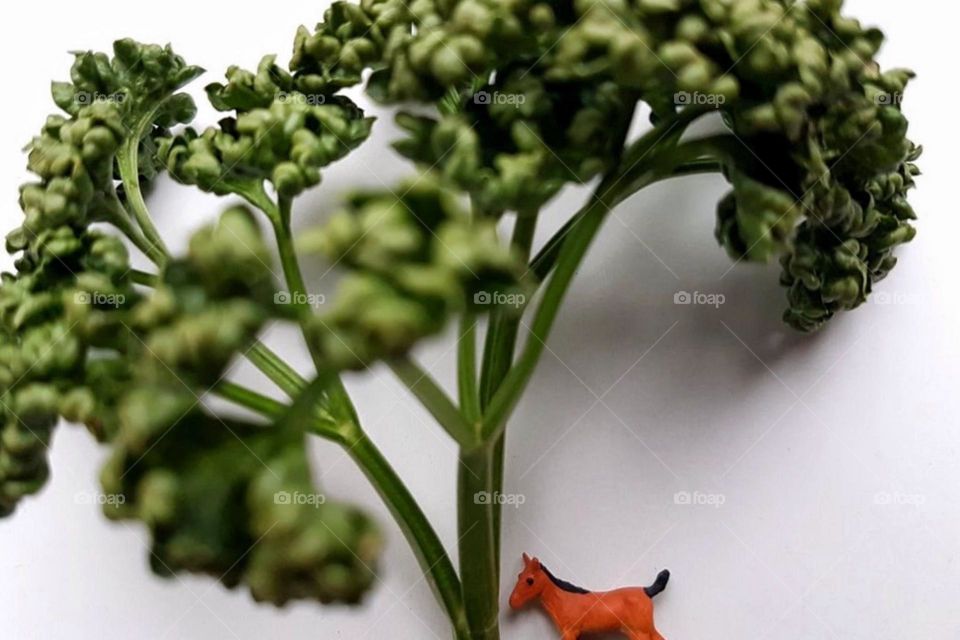 A small brown toy horse stands under a green broccoli that looks like a tree