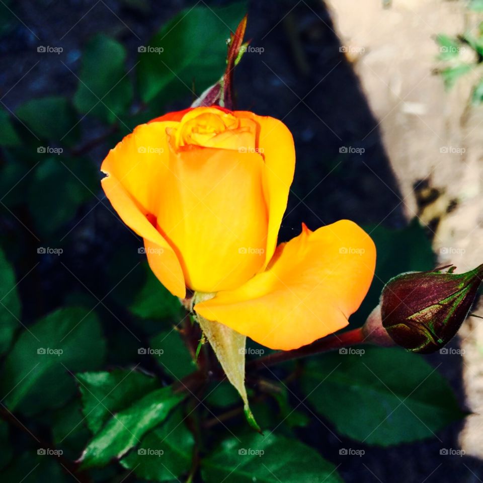 🌺Fim de #cooper - suado, cansado e feliz, curtindo a beleza das #flores.
🏁
#corrida
#running
#flowers
#CorujãoDaMadrugada
#alvorada
#flor