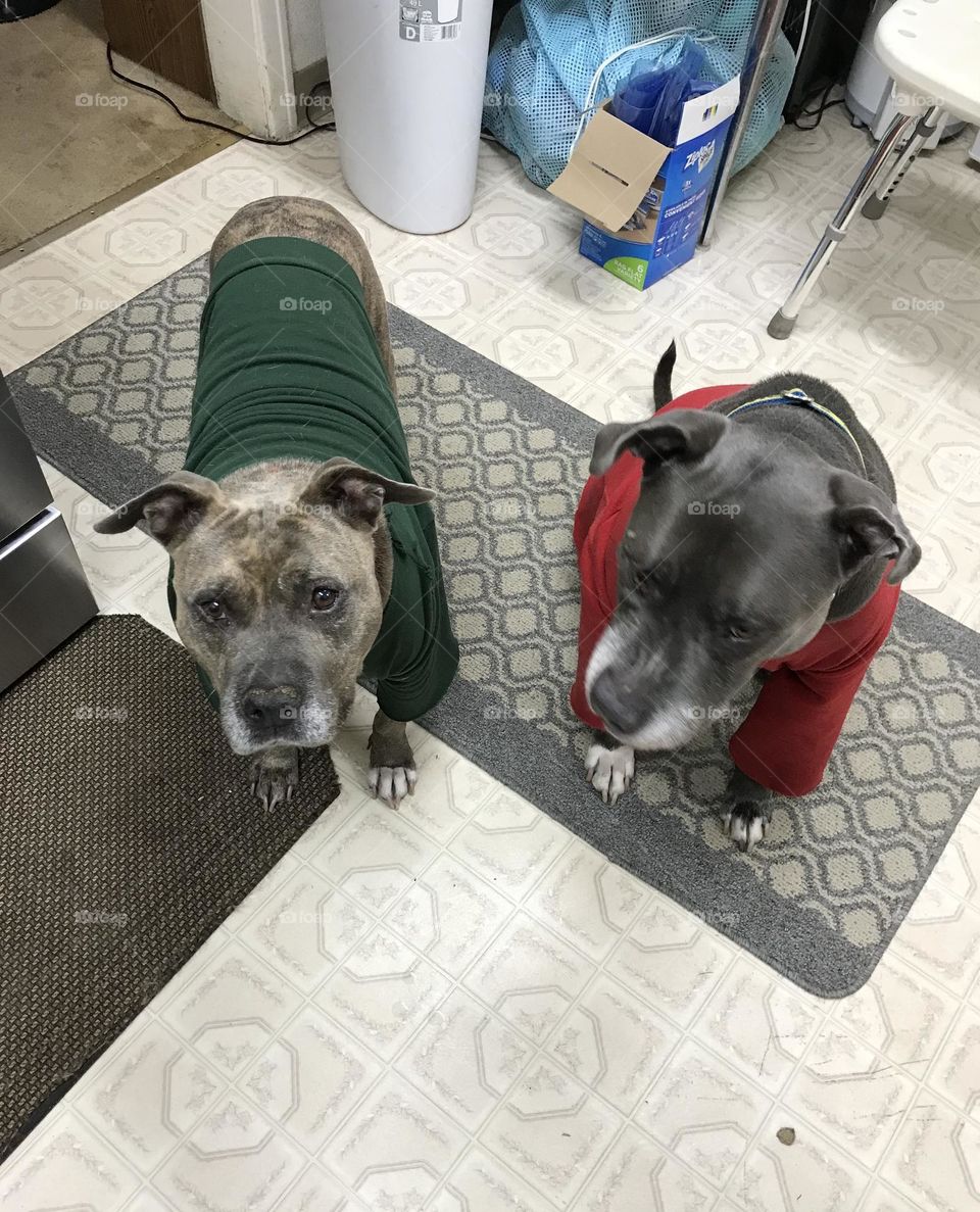 2 Pitt bulls named Diva and Grayson.