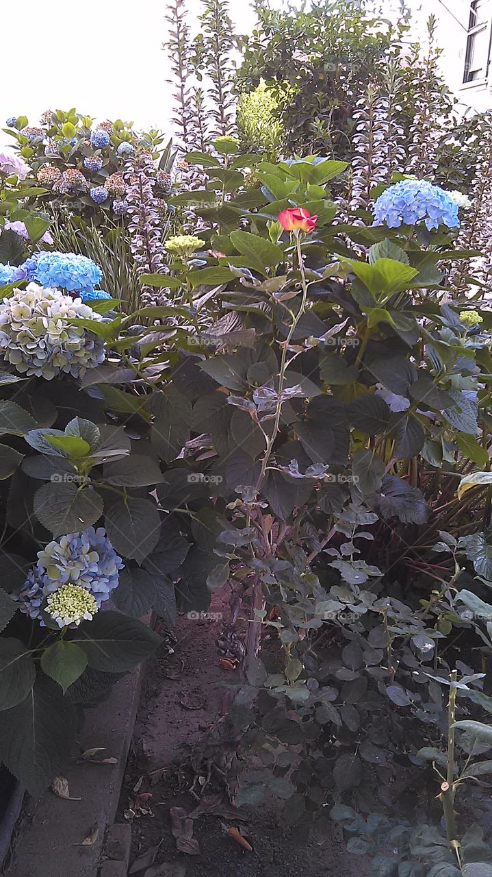 Rainbow flowers and a rose. Out for a walk in the neighborhood