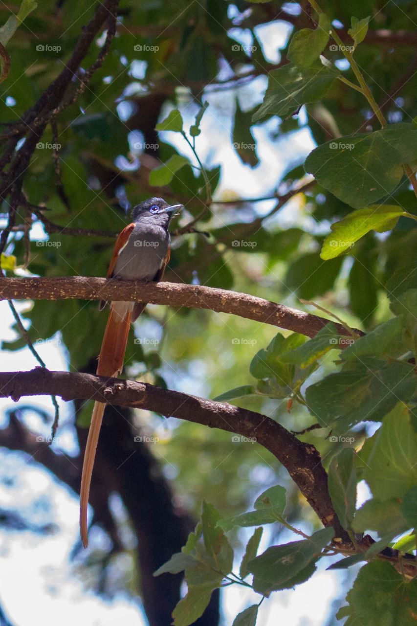 African paradise-flycatcher. Beautiful little bird. The characteristics that stand out is the blue ring around the eyes and the long tail of the males. 