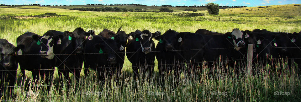 Moooo. ranch land photos