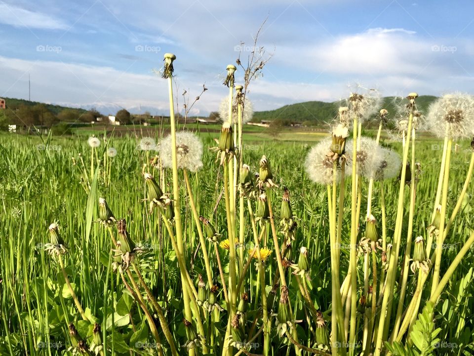 The green field with dandelions