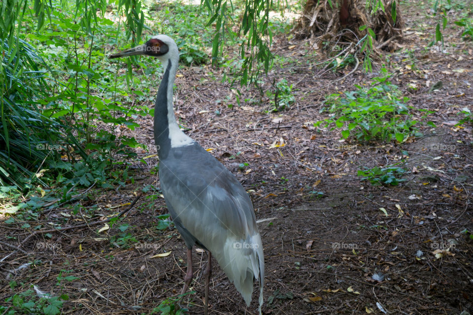 Grey crane in a forest