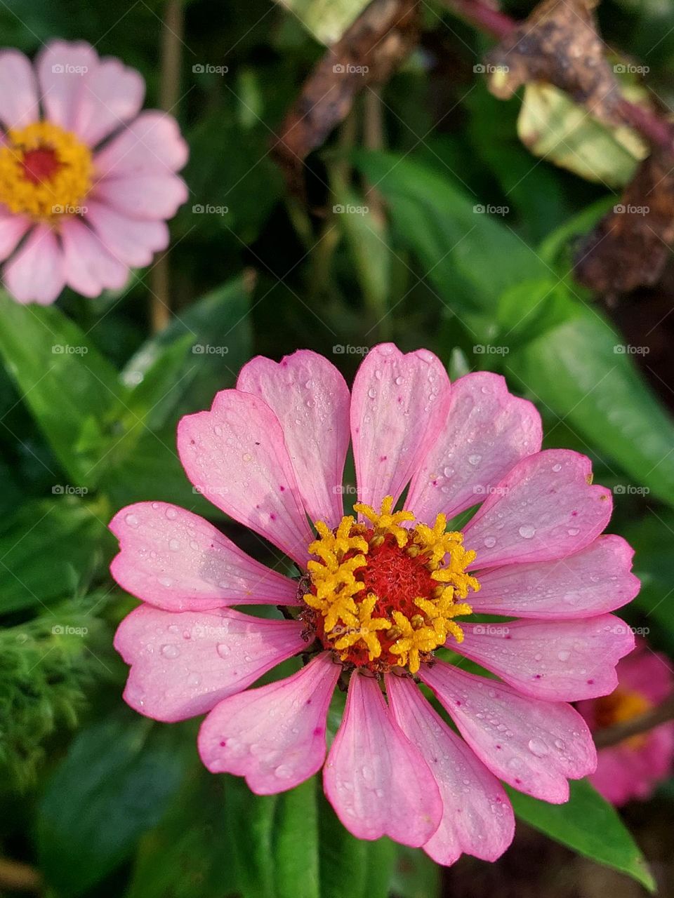 Close up beautiful flowers in the garden
