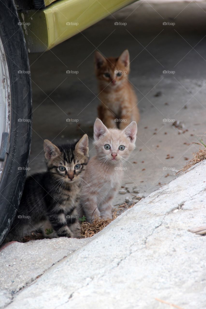 Three inquisitive kittens watching what's going on