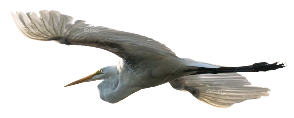 egret in flight