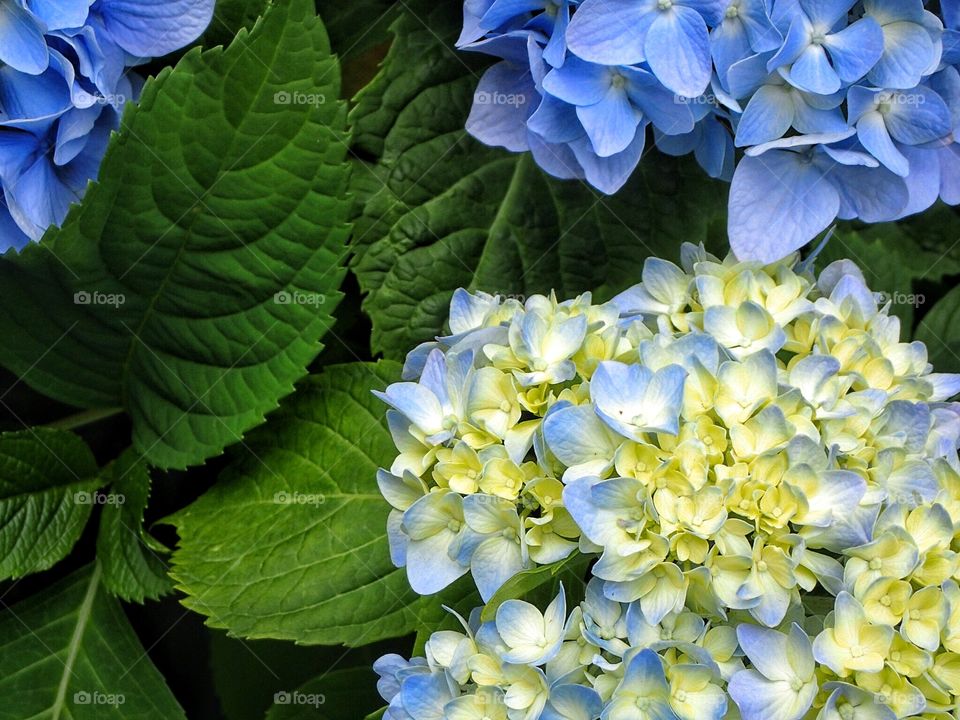 Hydrangea 