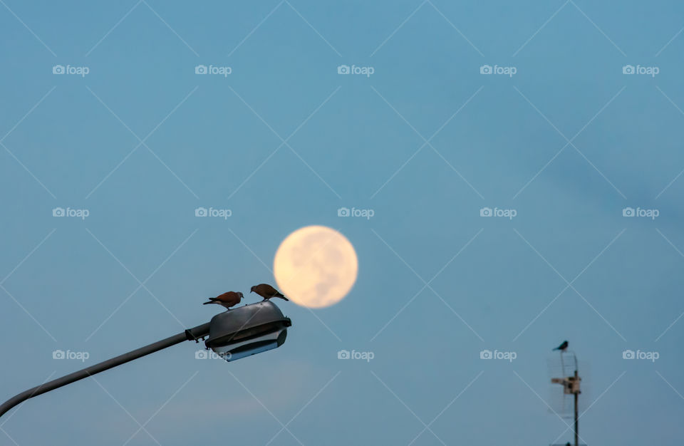 Doves on a street lamp A morning with the background of a full moon