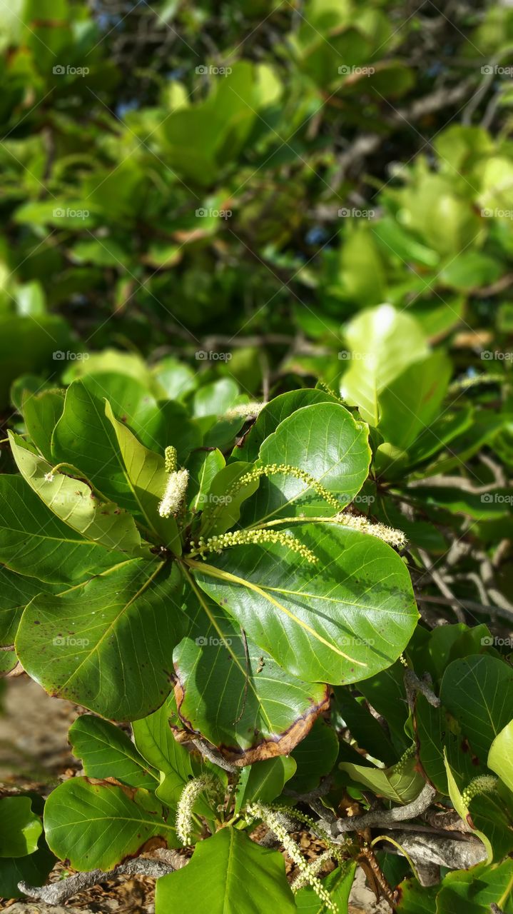 Tropical Almond Tree Terminalia catappa