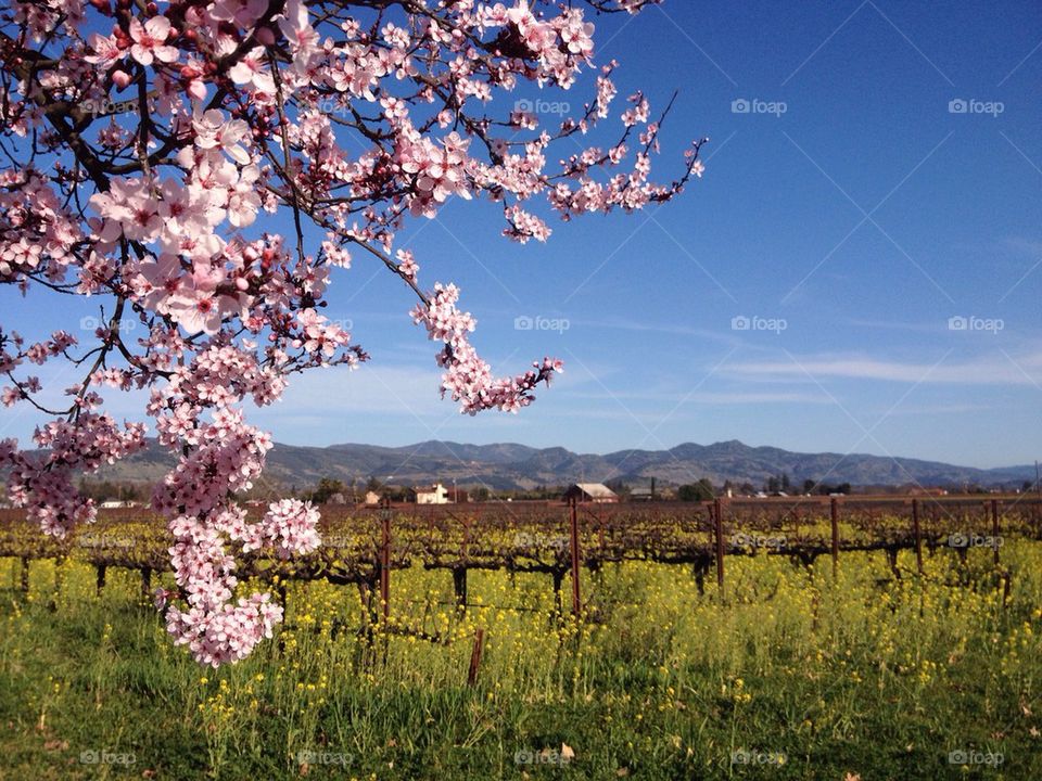 Plum Tree in the Mustard Field