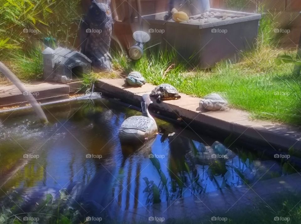 🐢 Turtle Family Meets Ducky. Turtle likes his new friends