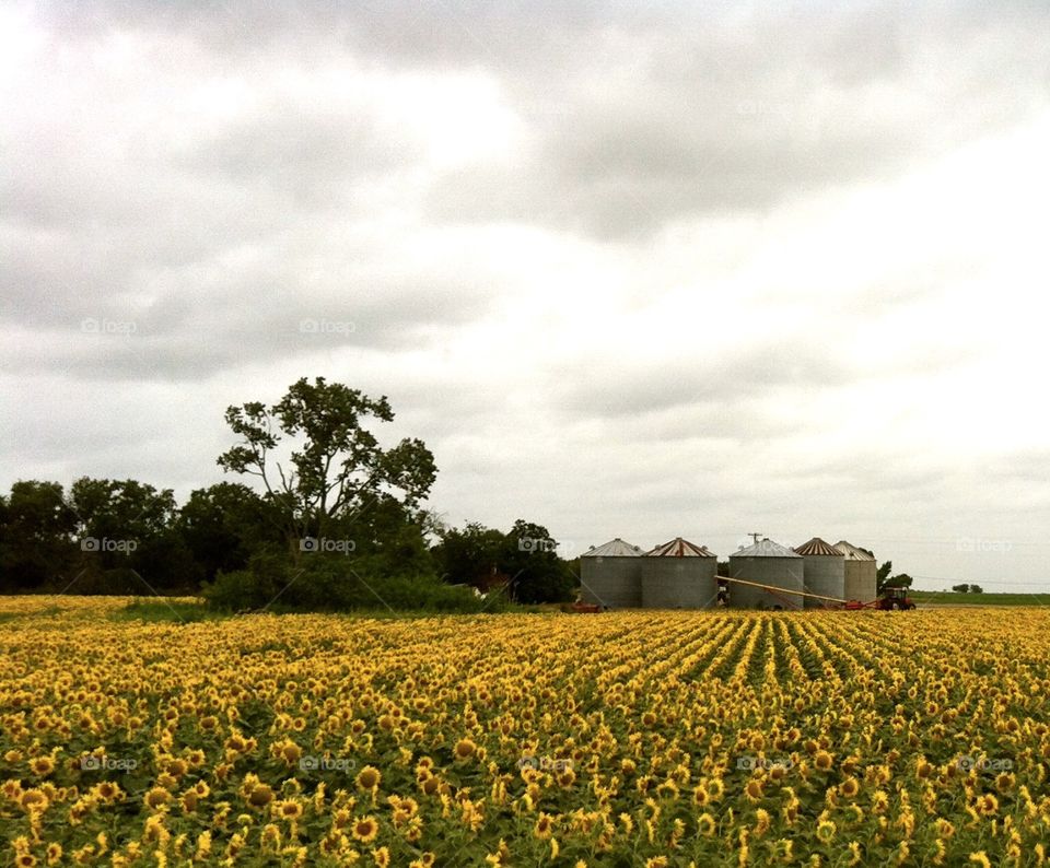 Sunflower field . Field in east Texas 