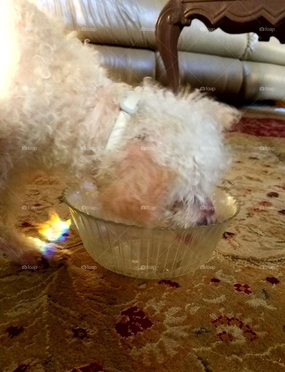 Dog licking leftovers in bowl.