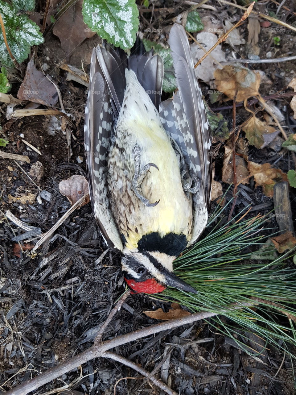 injured woodpecker