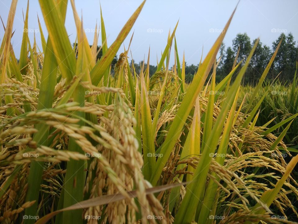 paddy field