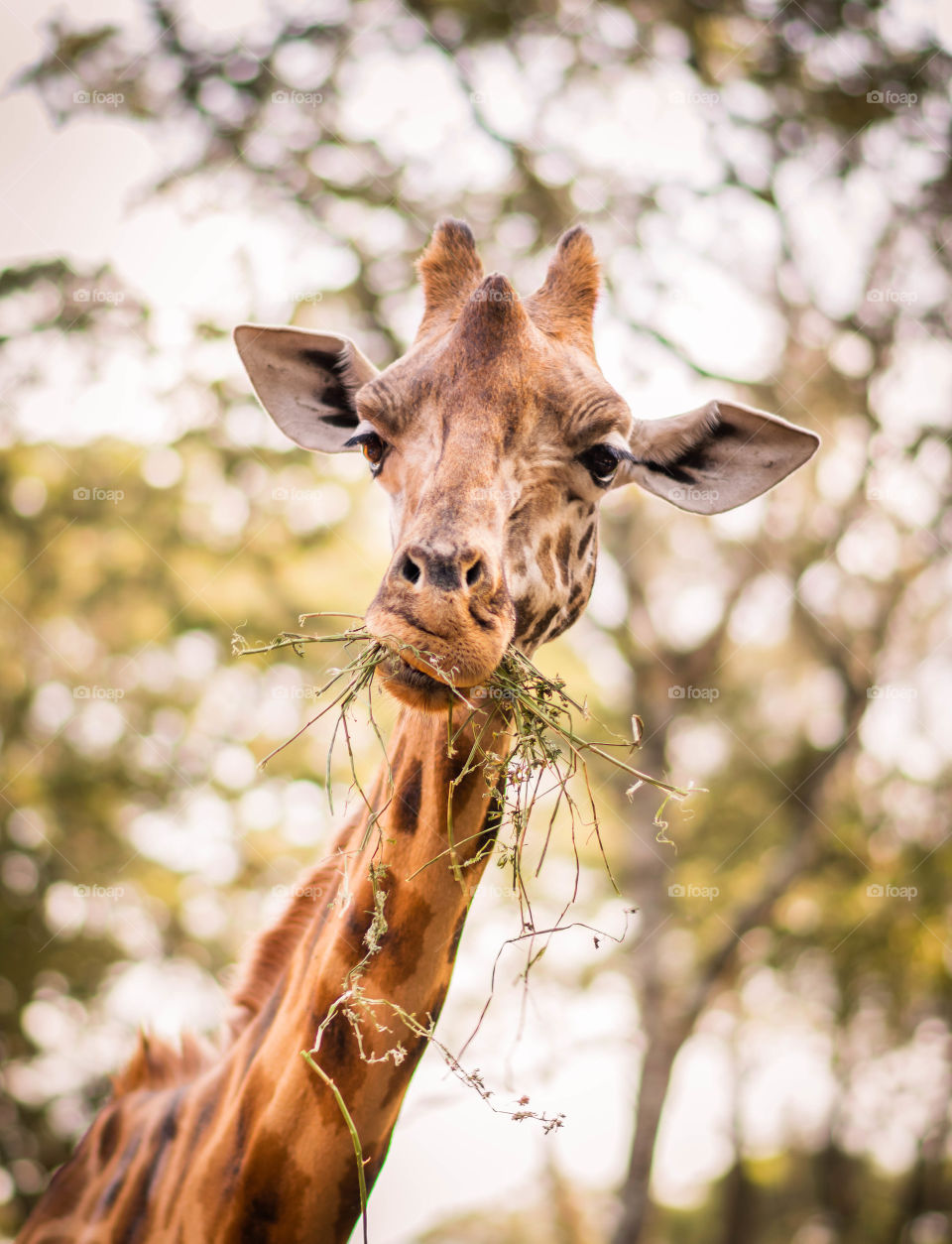 A giraffe chewing grass