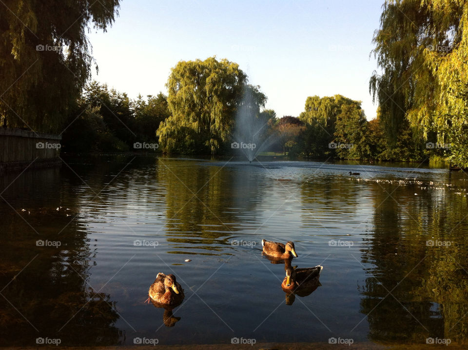 ducks port credit by dodgercraz