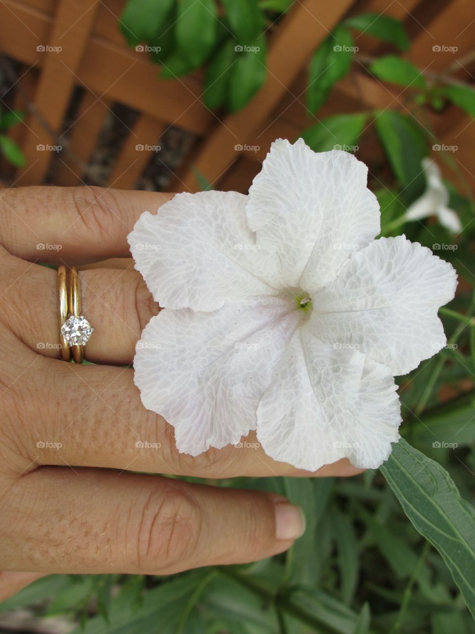 white petunia