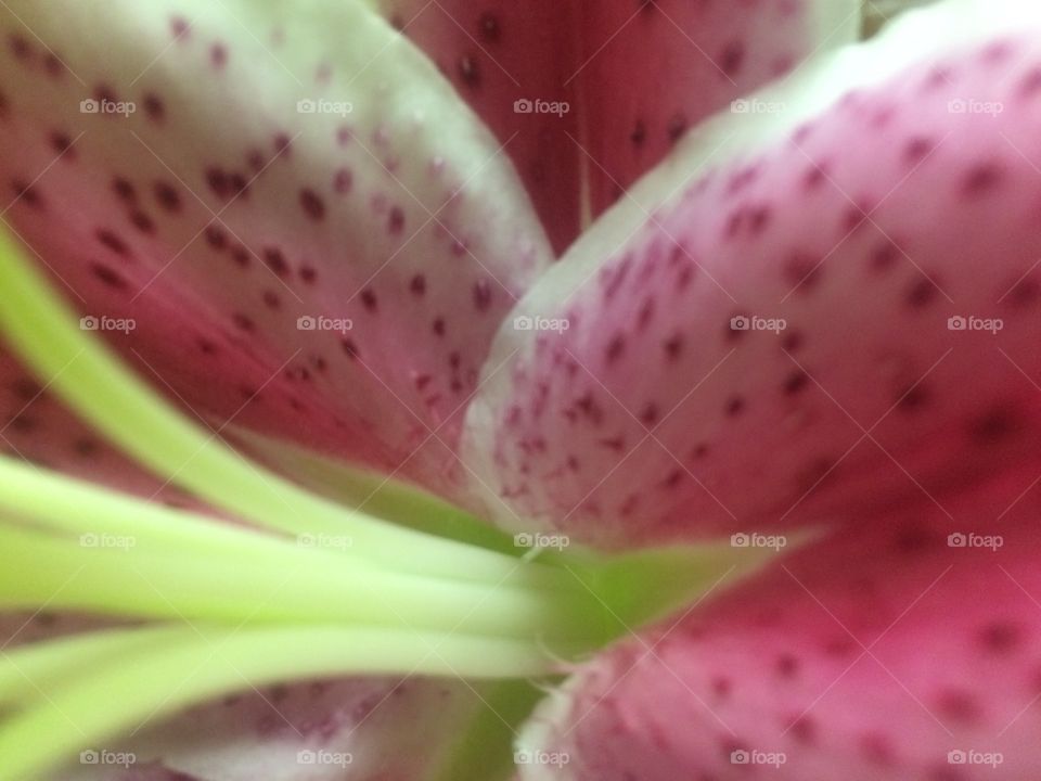 It seems that things that are beautiful from afar are just as beautiful, and even more interesting, when super close up. 