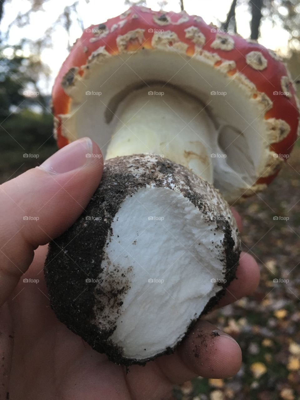 Mushroom Stub