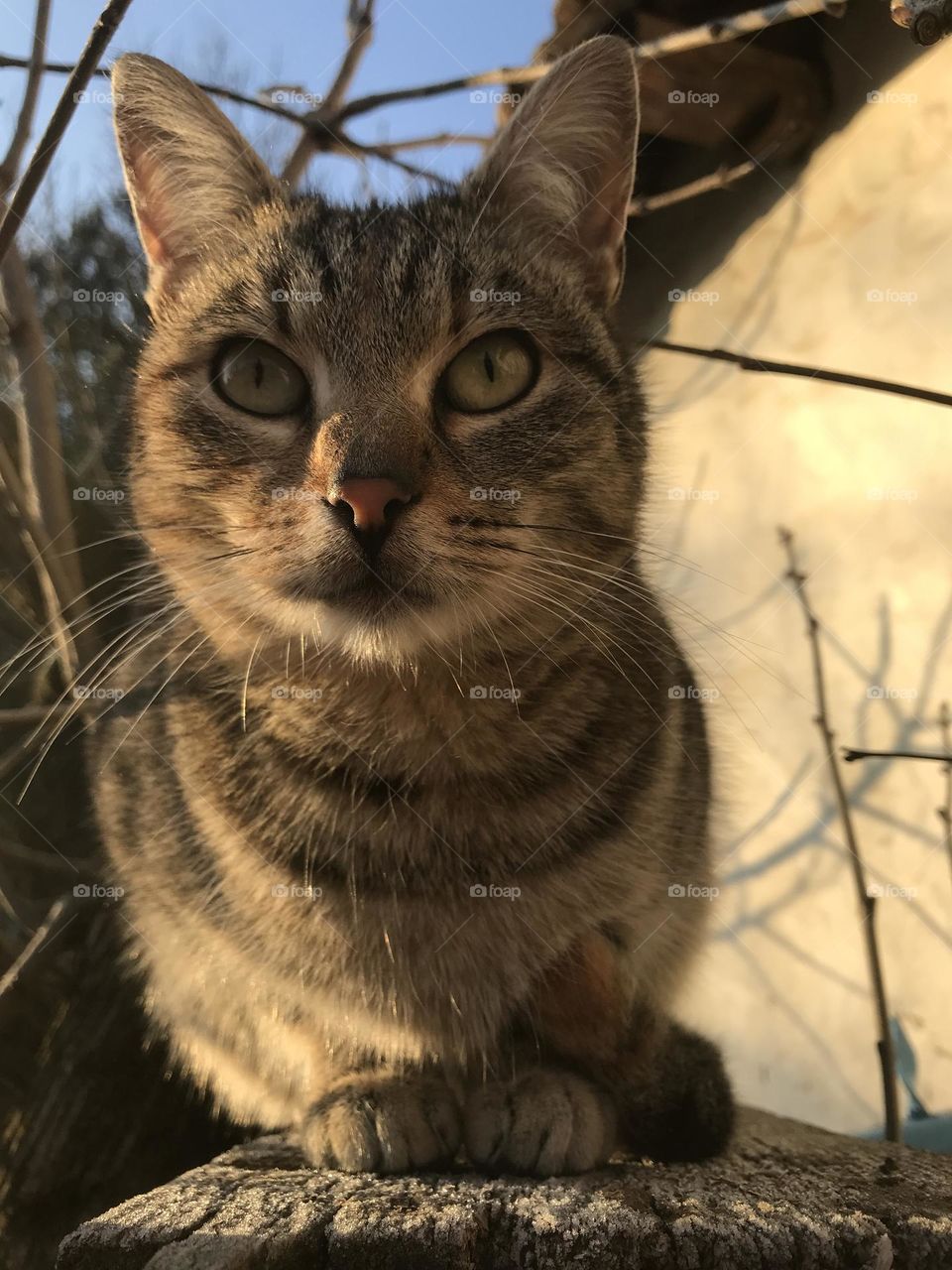 A grey cat on a cold winter day is sitting in the little sunlight.