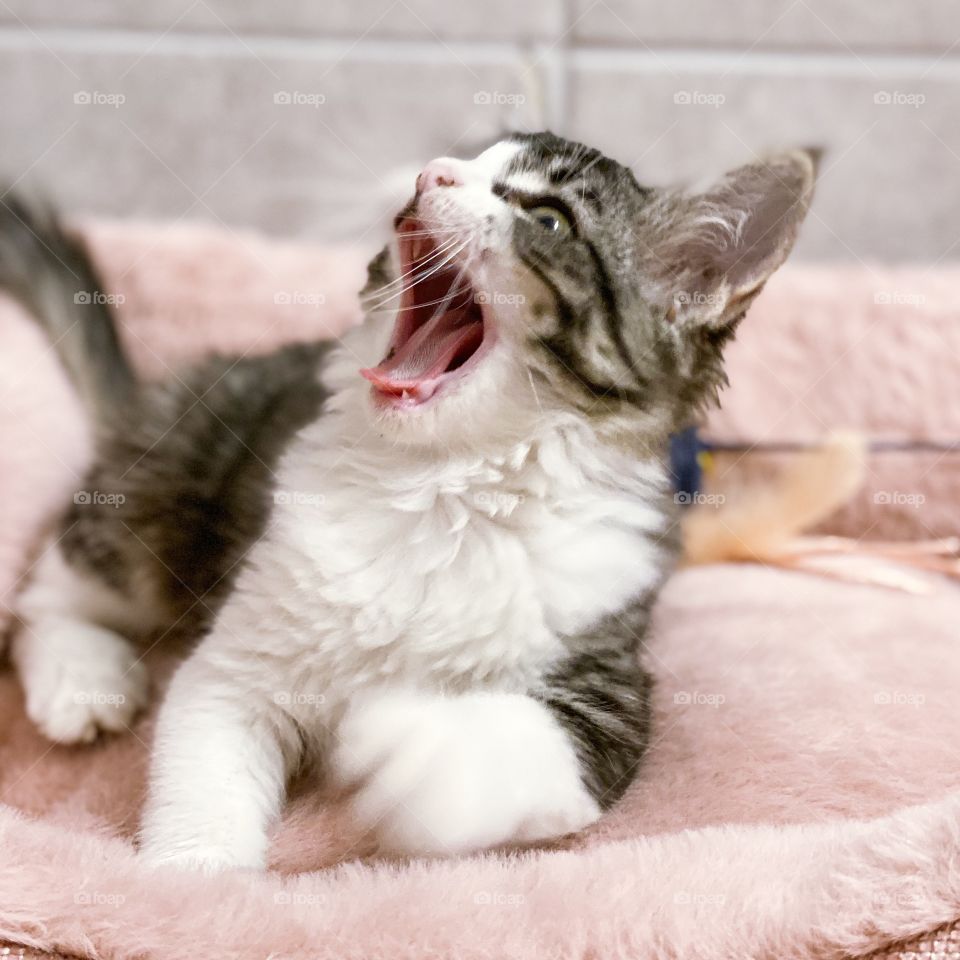 Yawning kitten confused for ferocious lion!