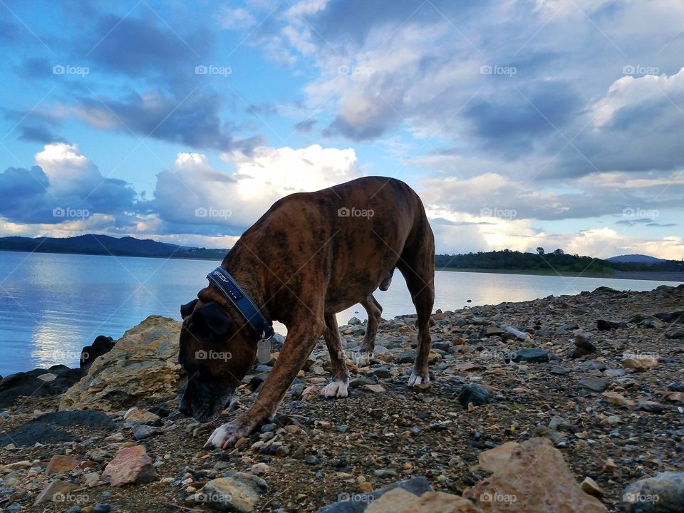 Thor at the lake!