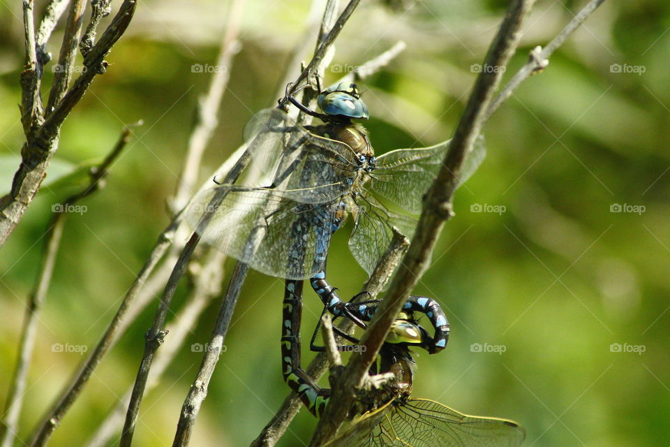 Mating dragonfly’s 