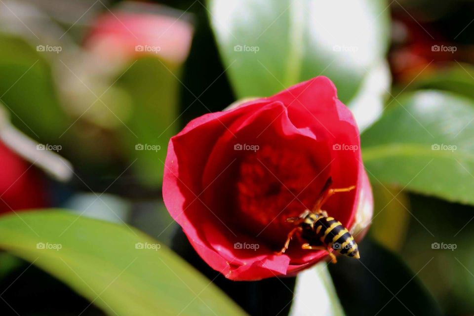 Red flower and wasp