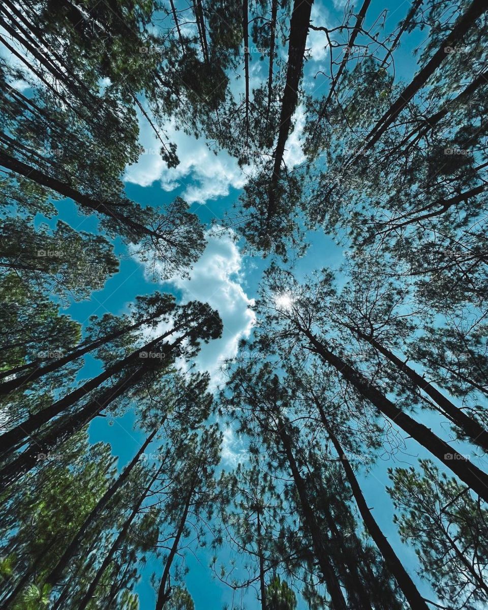 “If you would know strength and patience, welcome the company of trees.