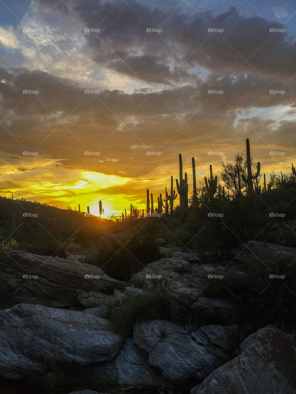 Desert Sunset 