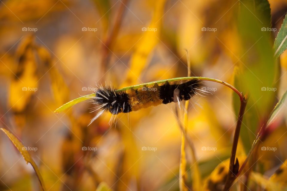 Caterpillar 