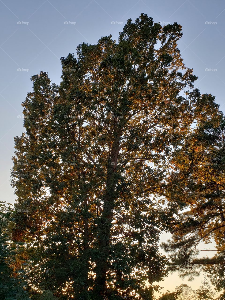 Majestic Oak at sunset