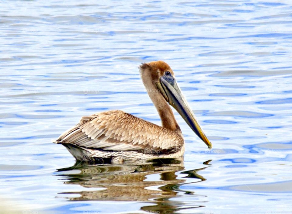 Pelican with Reflection