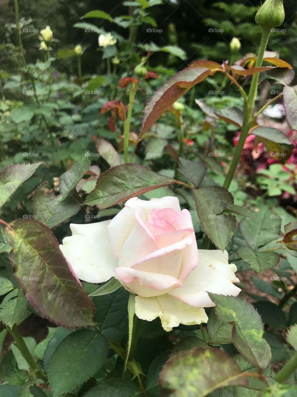 Beautiful Rose 🌹🌹🌹🌹
