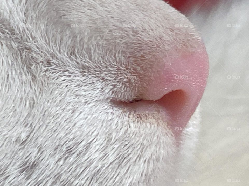 Close up on the cat’s nose