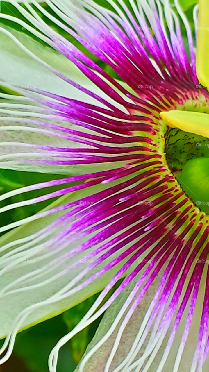 "Passion Of The Christ Flower"