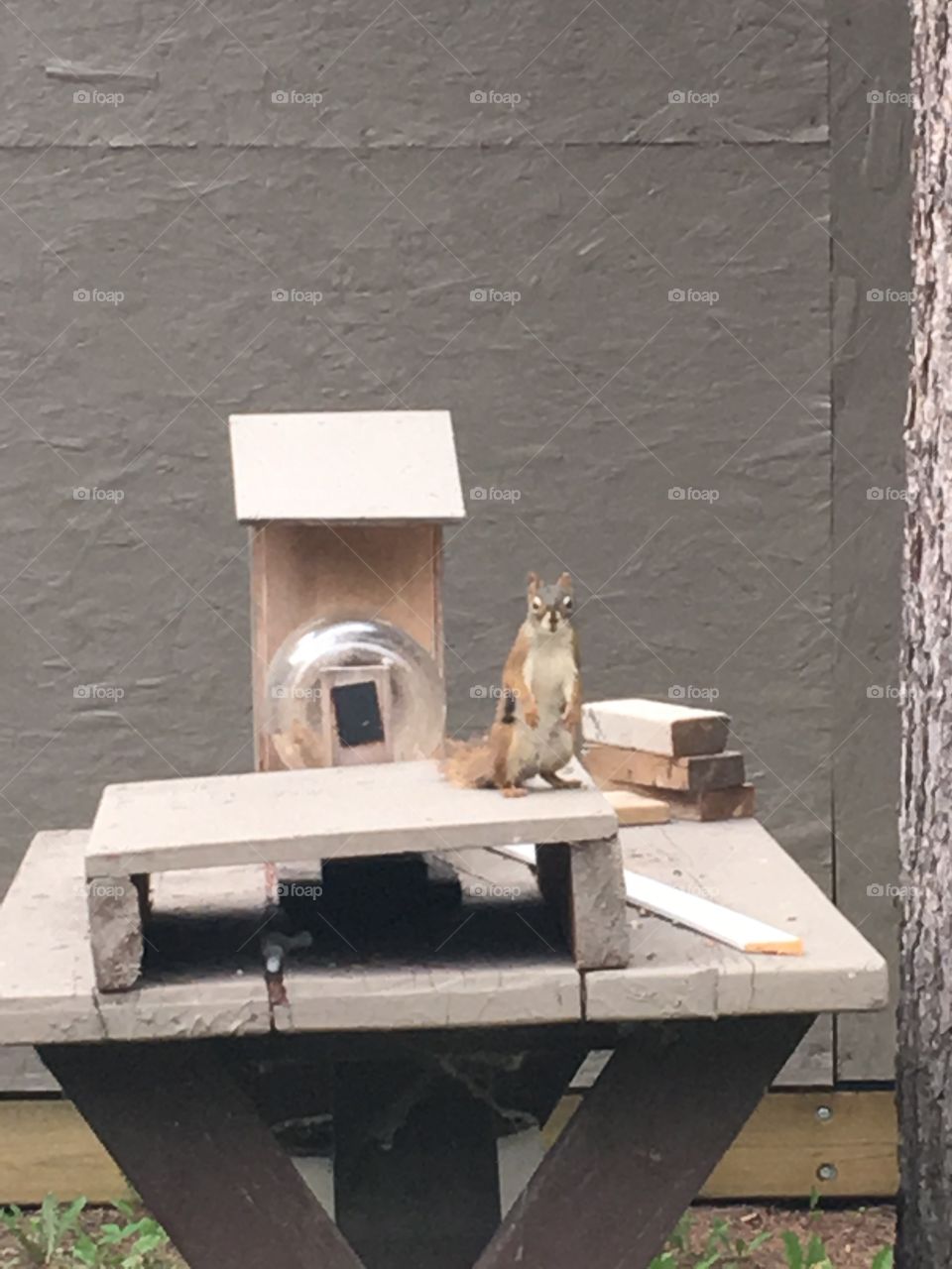 Squirrel looking for peanuts 