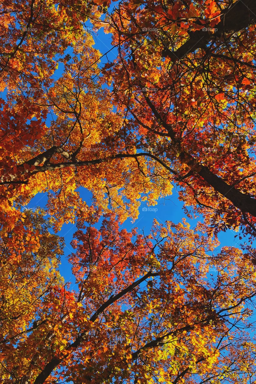 Tree Top Color