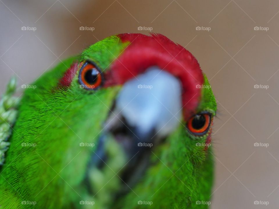 Kakariki parakeet looking at camera