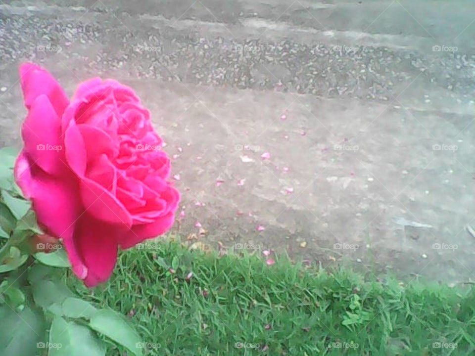 Rosa linda