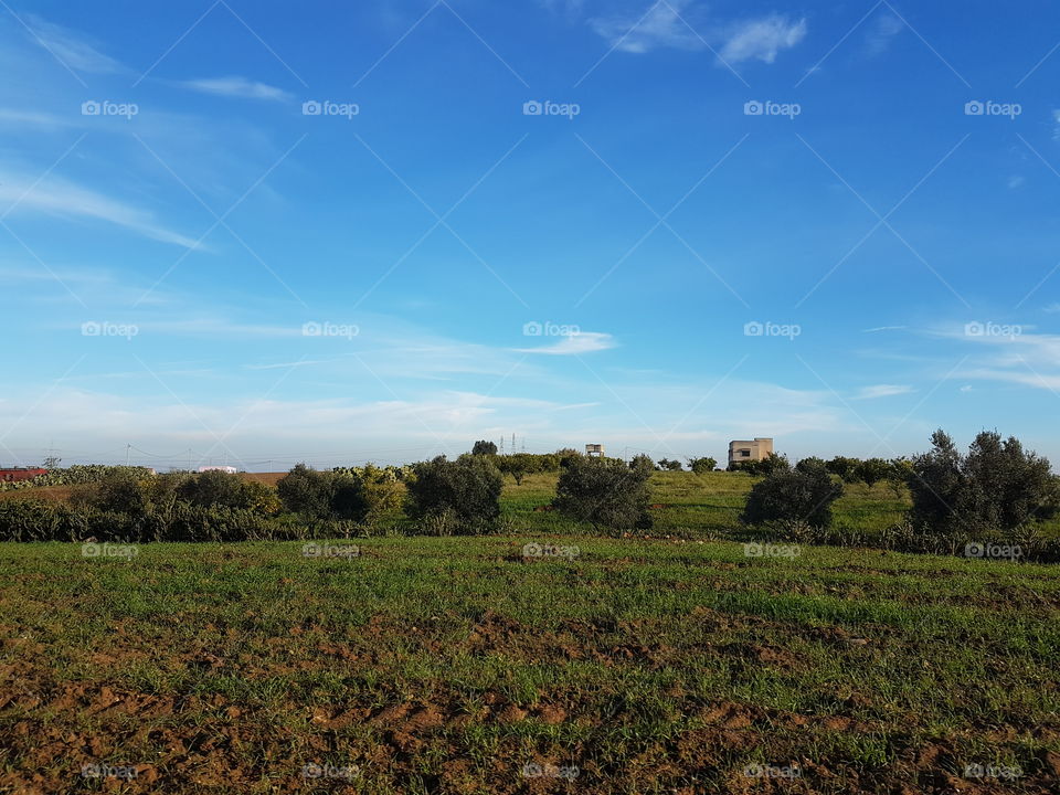 Moroccan Agricultural fields #3