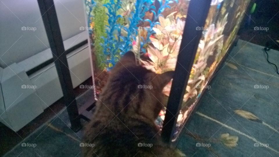 Cat looking in fish tank
