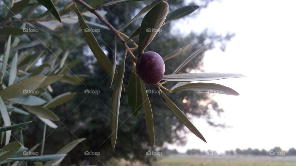 Beautiful ripe olive fruit