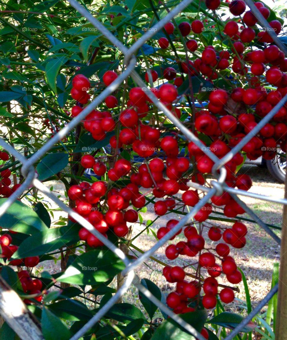 Red Berries